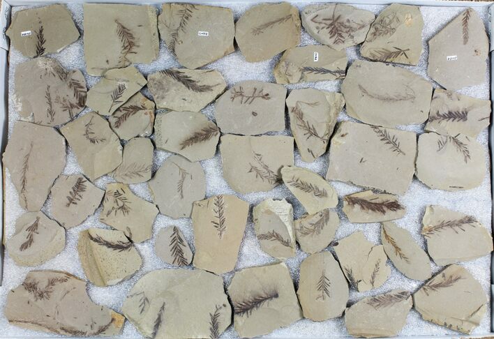 Lot: Small Metasequoia (Dawn Redwood) Fossils - Pieces #78071